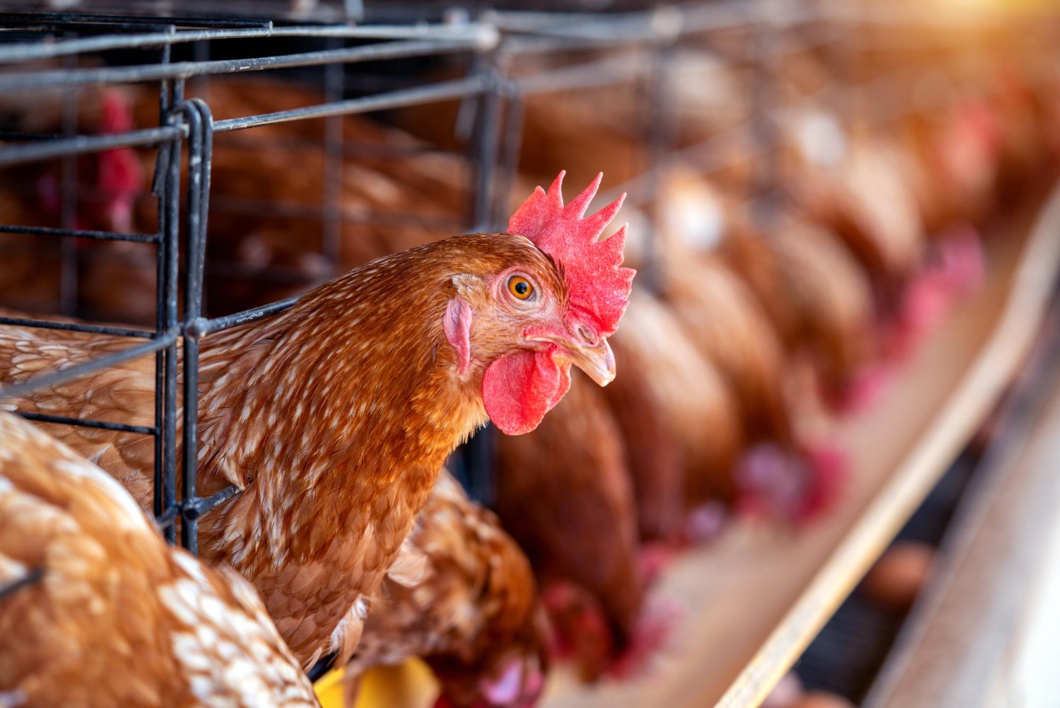 Poules pondeuses dans un poulailler