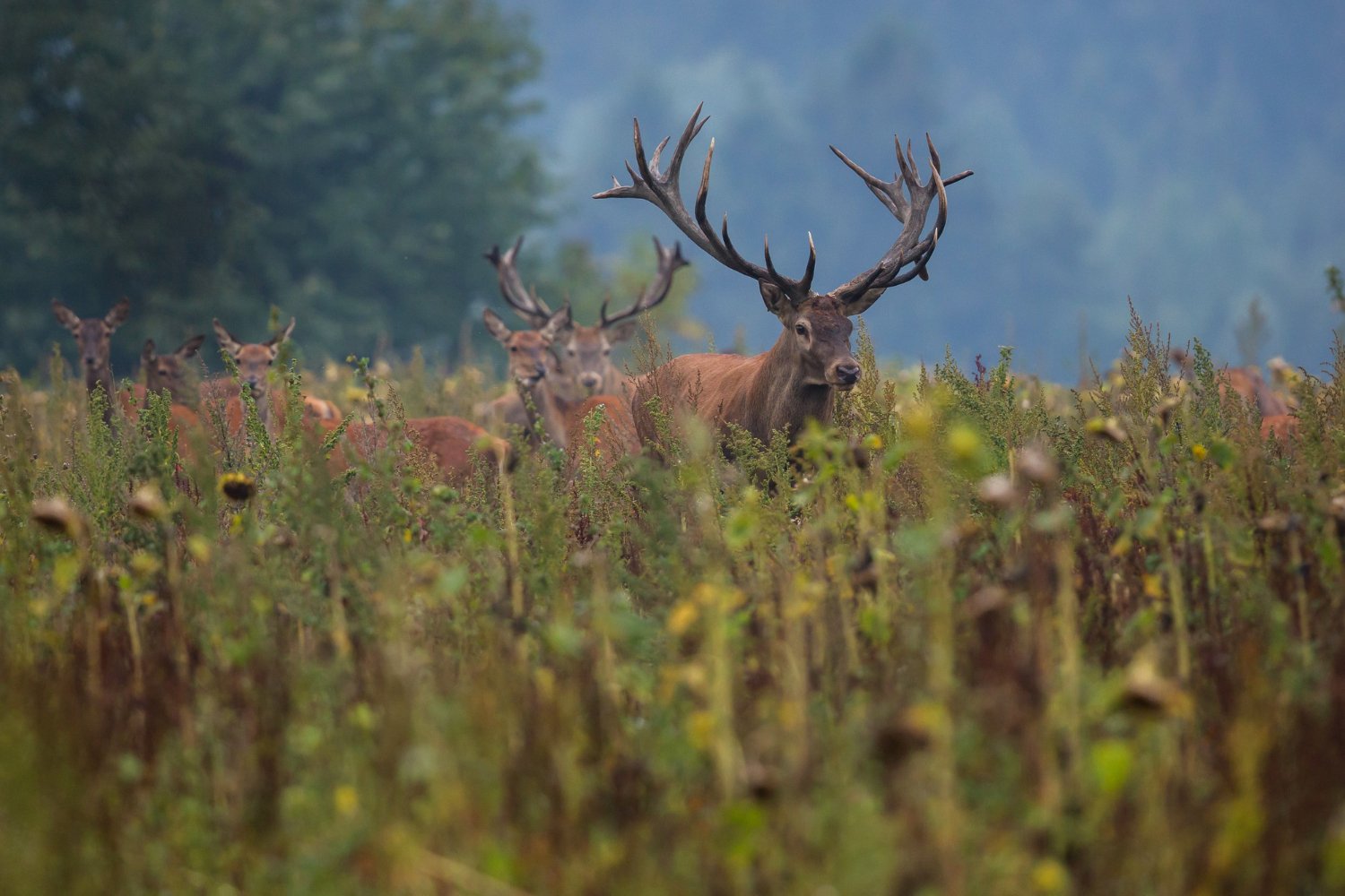 Cerf élaphe dans une prairie en lisière de forêt
