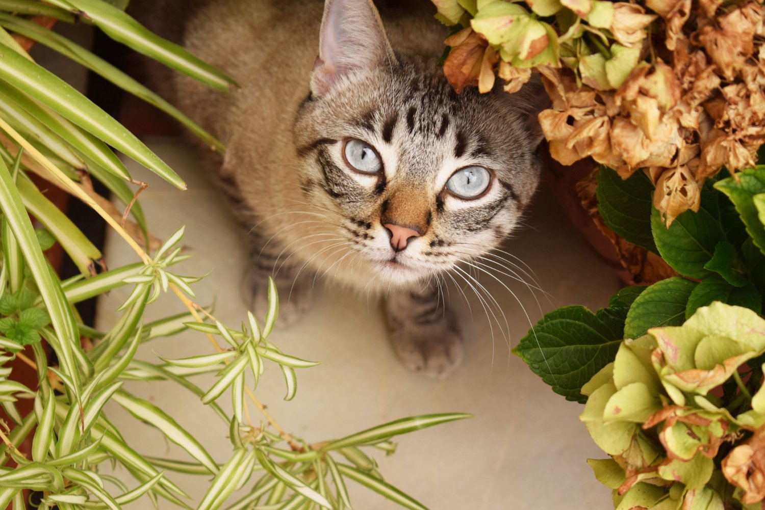 Chat tigré levant les yeux entre des plantes