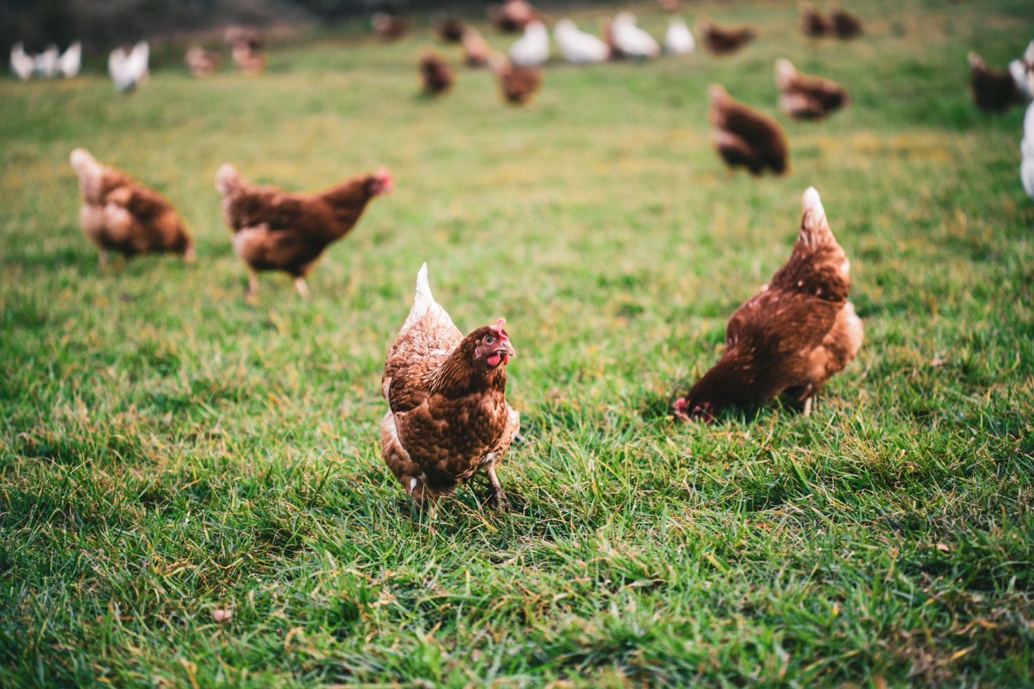 Poules pondeuses rousses sur une prairie