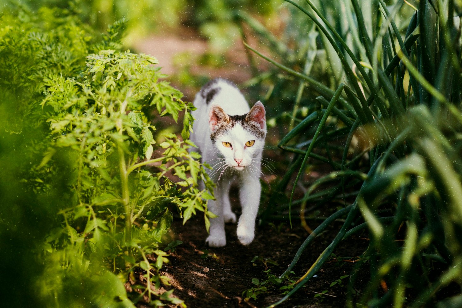 Chat se faufilant dans un jardin