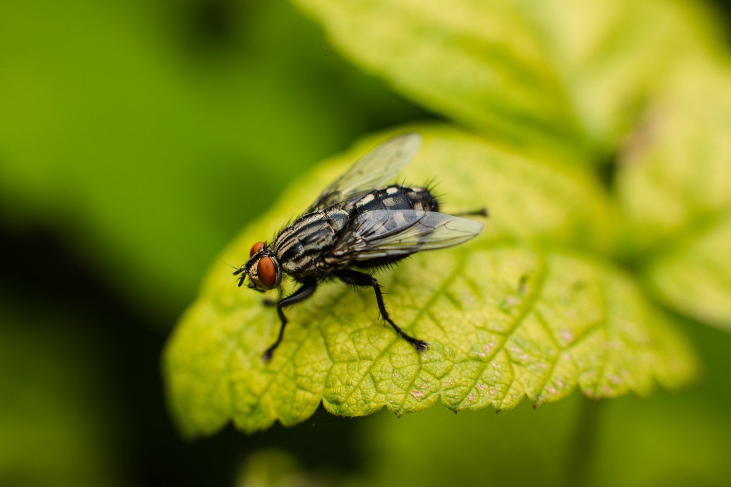 Mouche posée sur une feuille verte