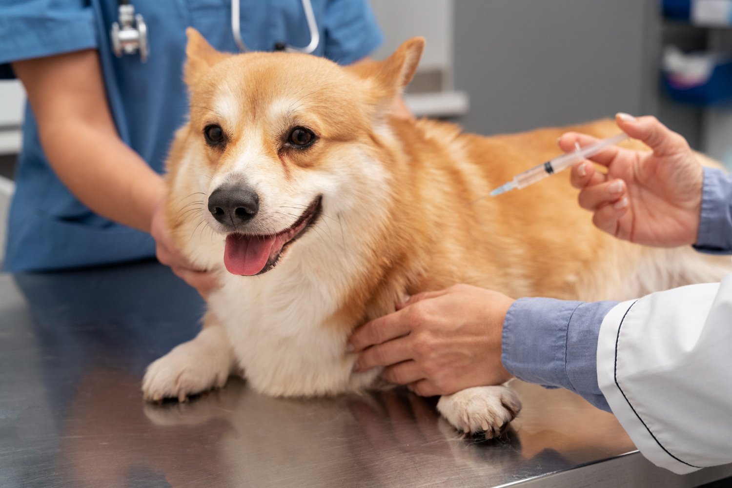 Corgi recevant une injection chez le vétérinaire