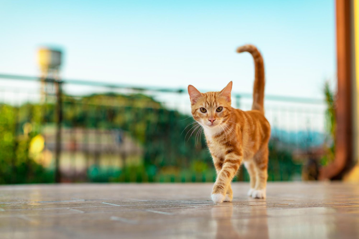 Un chat portant un collier devant une maison