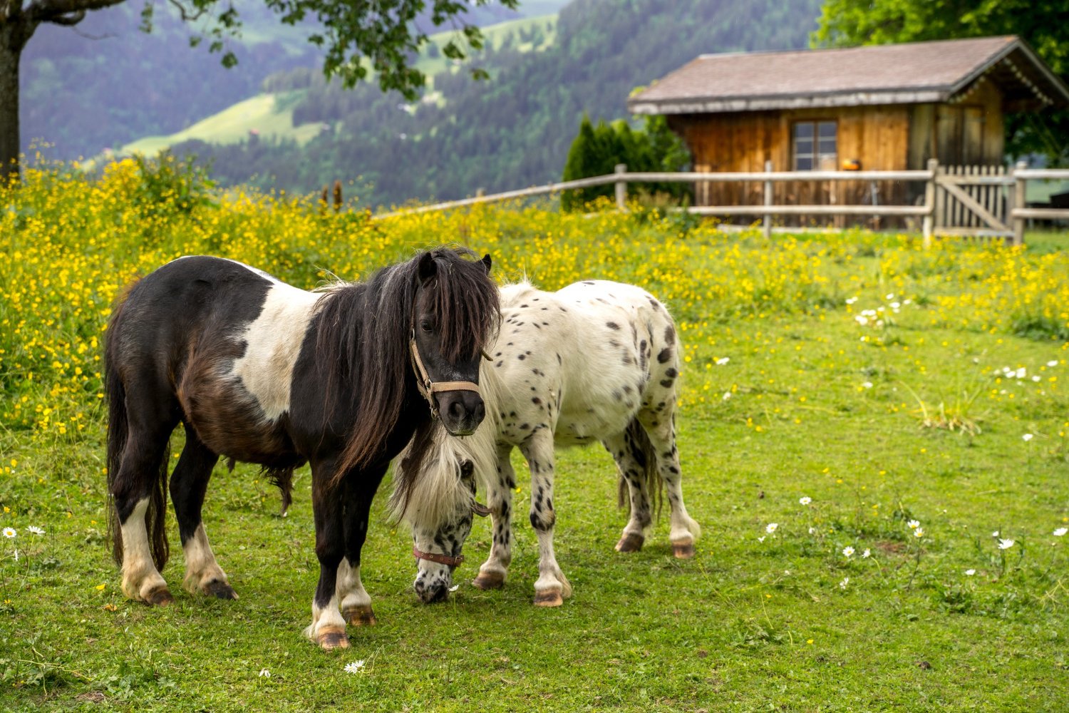 Deux poneys dans un pré devant une écurie en bois